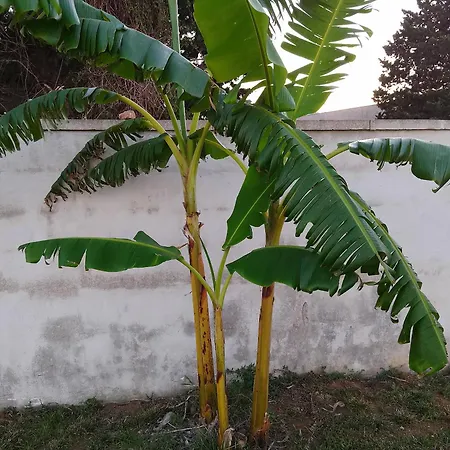 Vigna Candela * Giurdignano