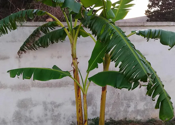 Vigna Candela 3* 朱尔迪尼亚诺